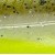 Green Pearl Yellow